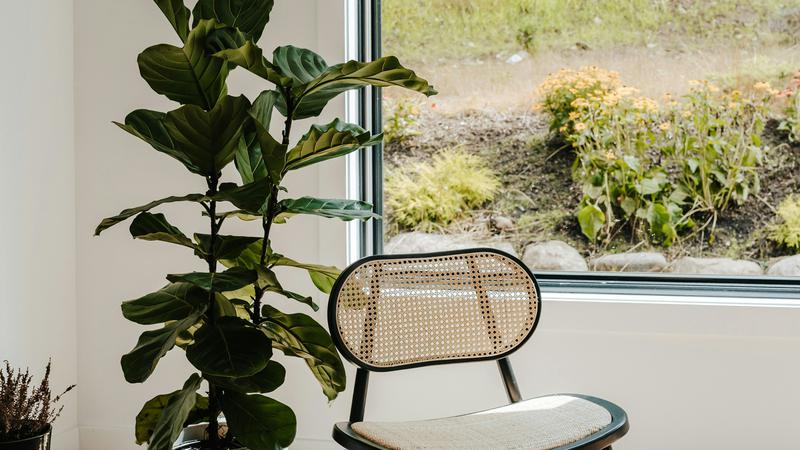 7 stabalca u koje možeš uzgajati u svom domu u tegli - uljepšat će svaki prostor