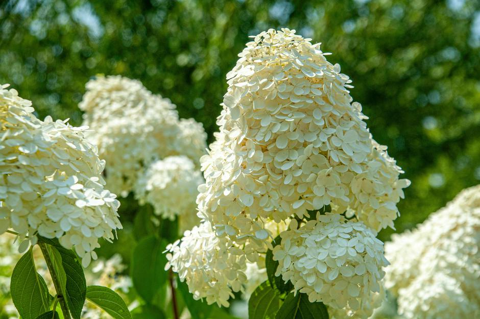  | Autor: Pexels/Levan Simonshvili