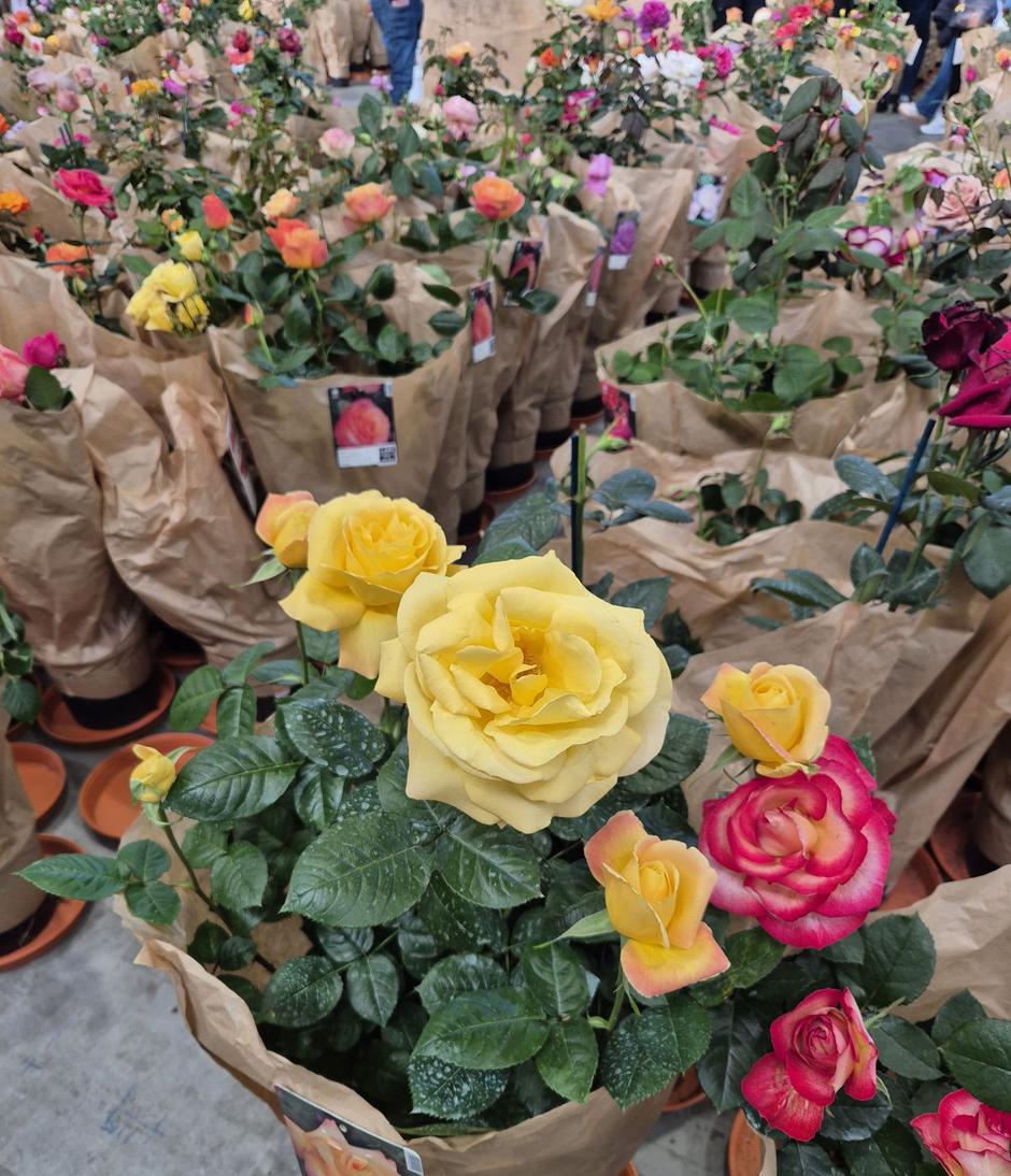  | Autor: Privatni album