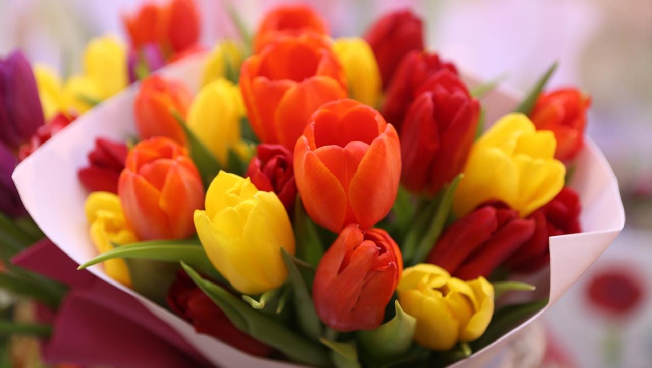 Trik kako prepoznati svježe tulipane