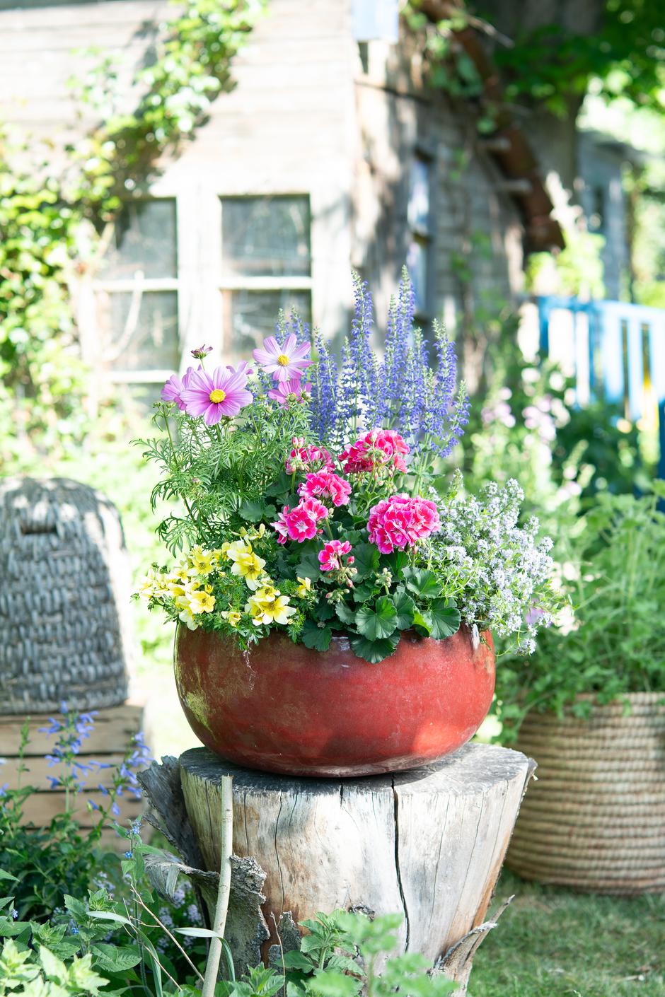  | Autor: Pelargonium of Europe