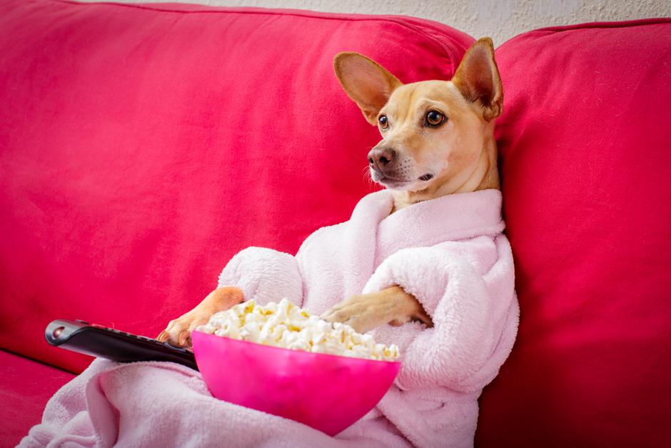 DogTV, pseća televizija koja krati vrijeme ljubimcima dok su sami kod kuće | Autor: Shutterstock