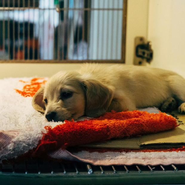 Što donirati skloništu za životinje