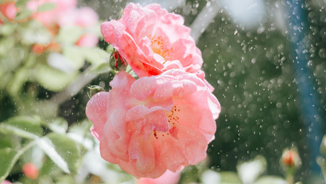 Kako zalijevati ruže