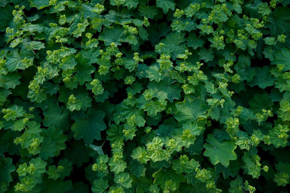  | Autor: Pexels/Lauri Poldre