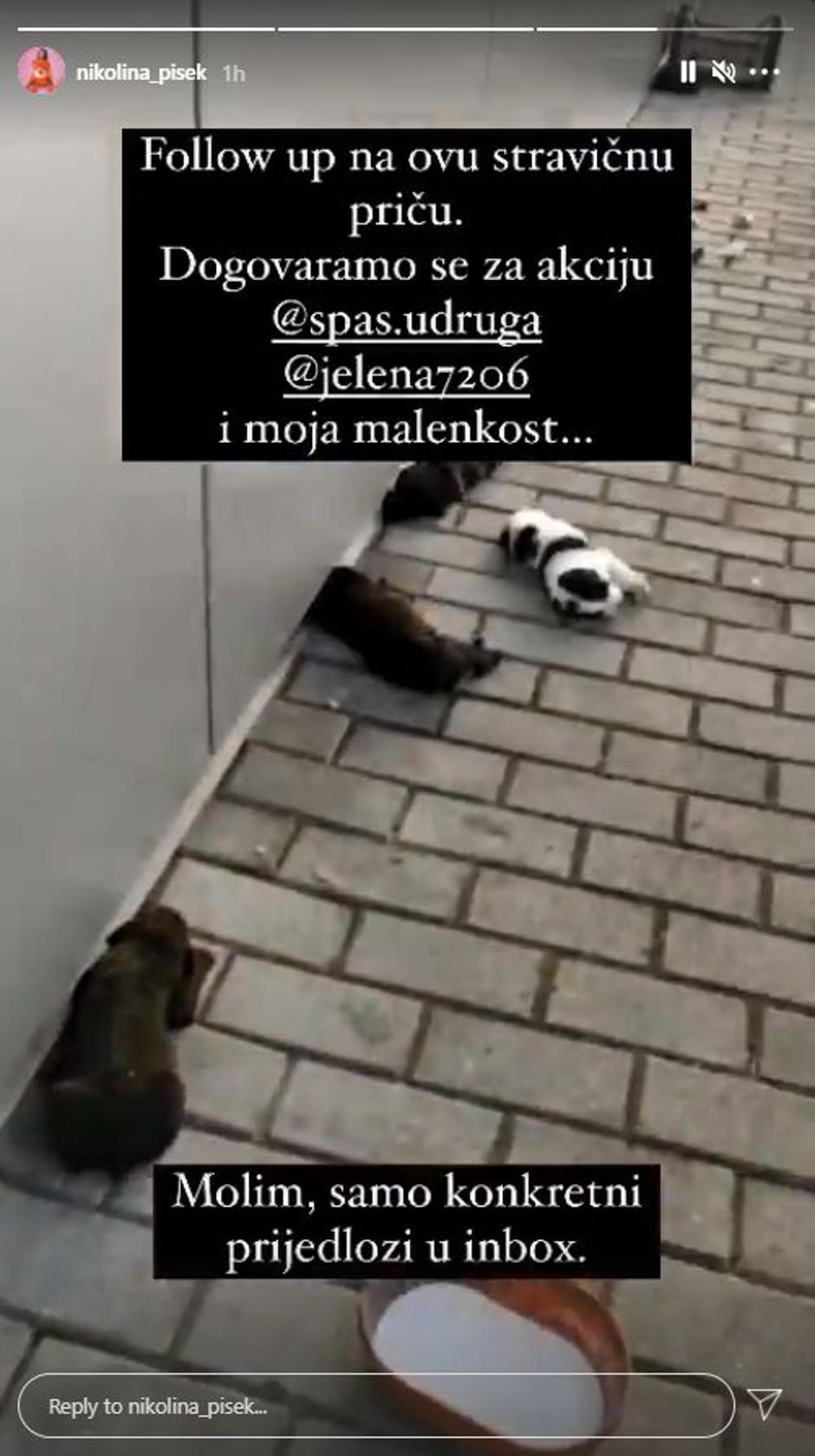 Nikolina Ristović pomaže u zbrinjavanju pasa | Autor: Instagram@lejla.fili