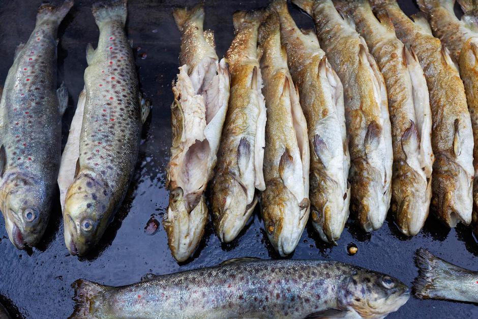  | Autor: Pixsell / Goran Šafarek