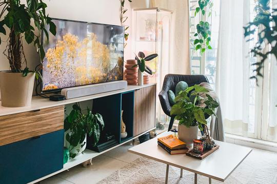 Sobne biljke koje će preživjeti godišnji