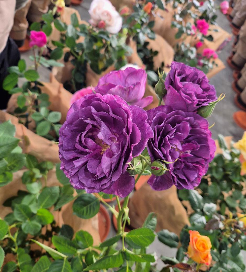  | Autor: Privatni album