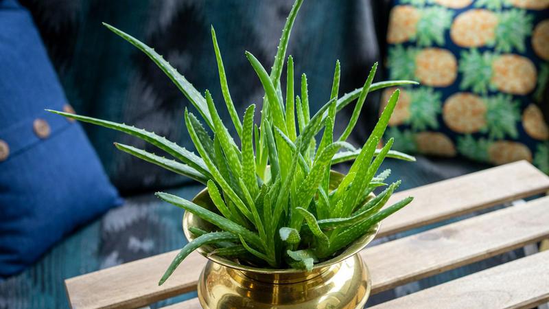 Aloe vera jedna je od najpopularnijih biljaka. Kako je njegovati da bude zdrava, bujna i lijepa?