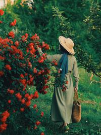 Pravilno obrezivanje ruža