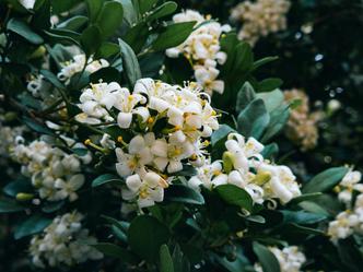 Jasmin