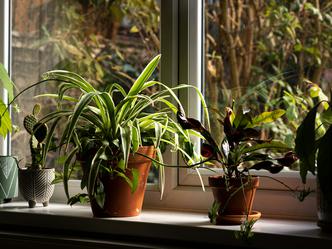 Biljke na prozoru