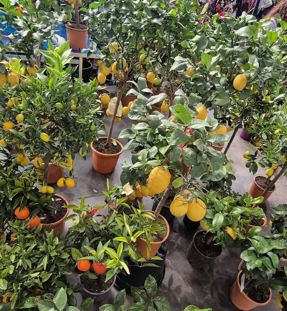  | Autor: Privatni album