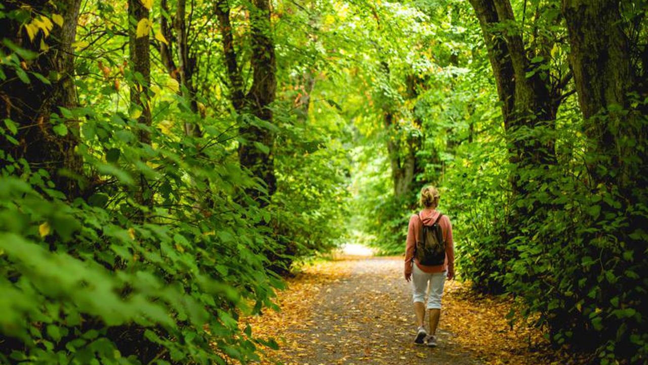 Šetnja po šumi ima brojne zdravstvene benefite