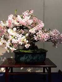 Bonsai japanska trešnja