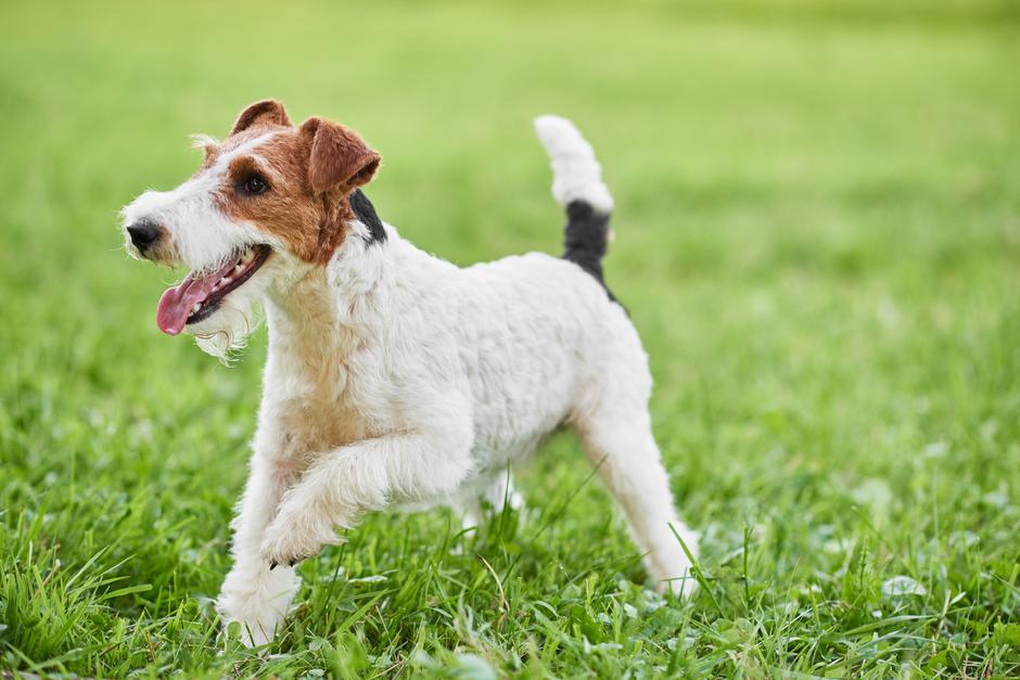 Najslađe pasmine pasa | Autor: Shutterstock