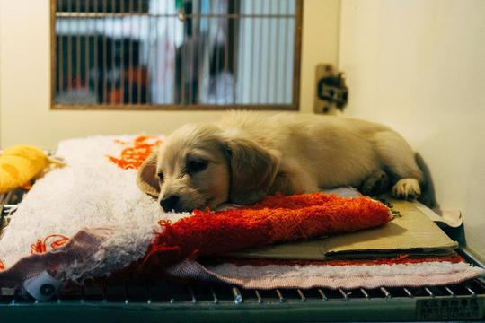 Što donirati skloništu za životinje