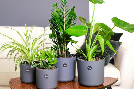 Biljke koje brzo rastu