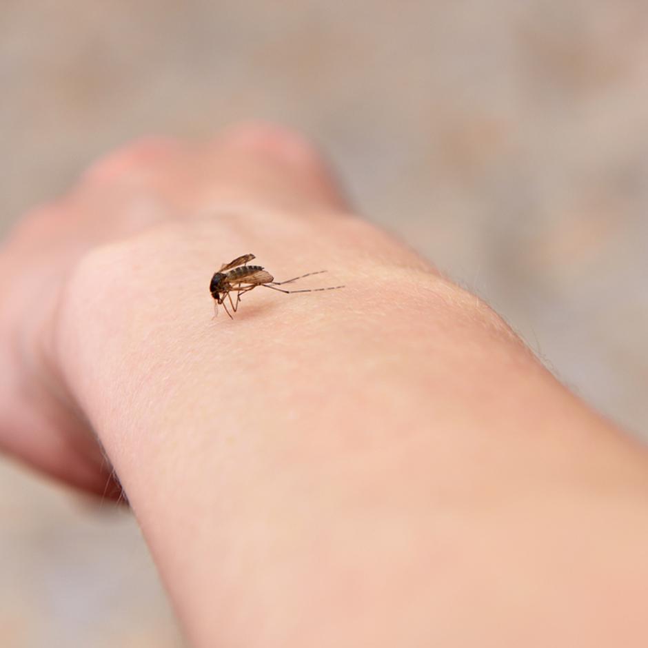 Kako se riješiti svrbeža od uboda komarca | Autor: Shutterstock