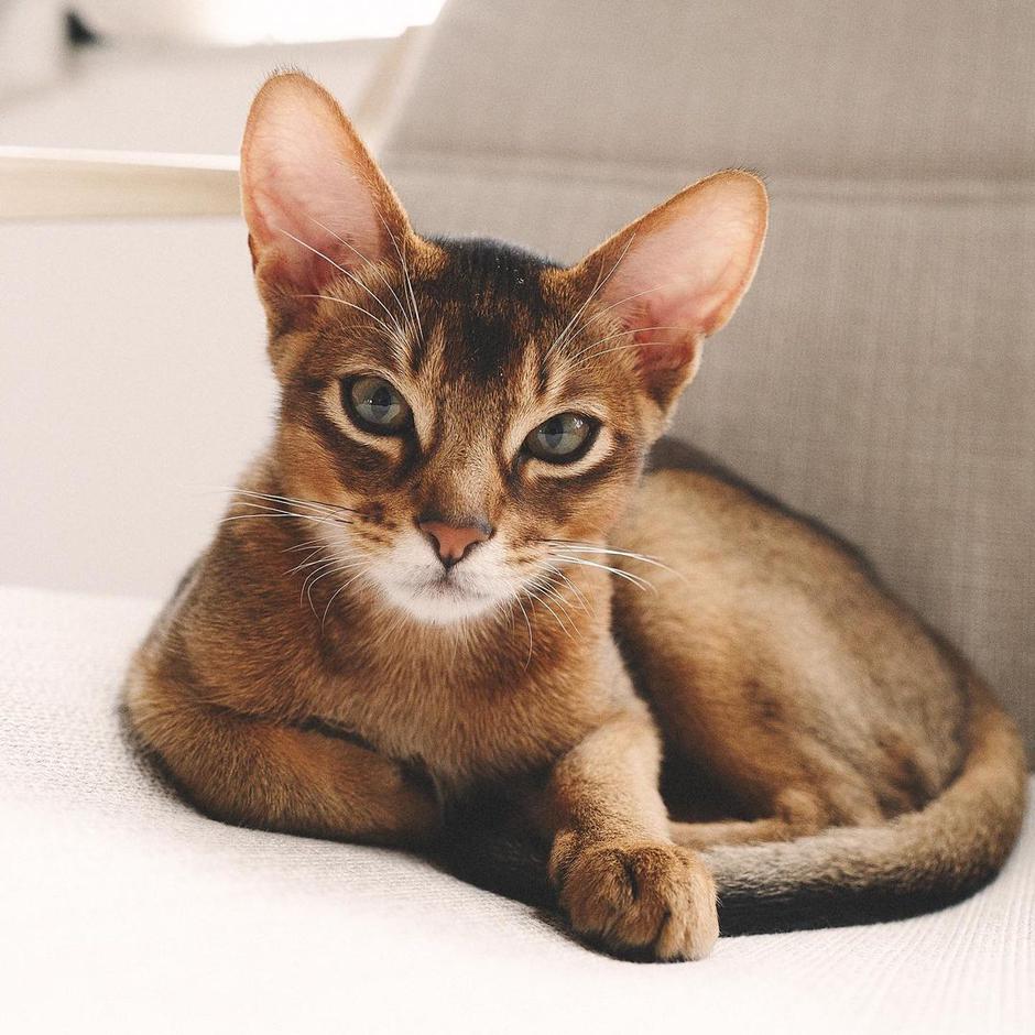 Abesinska mačka | Autor: Instagram@majwor_and_birjer