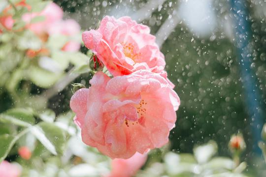 Kako zalijevati ruže