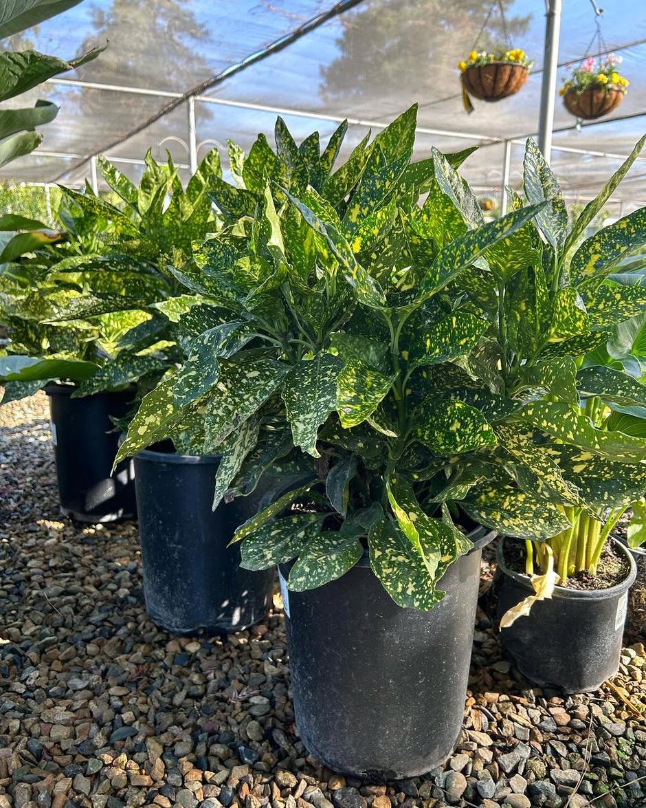  | Autor: Instagram @willowgardensnursery