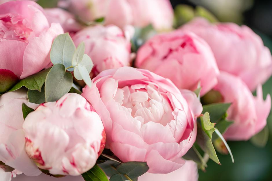 Božure mnogi ubrajaju među najdraže cvijeće | Autor: Shutterstock