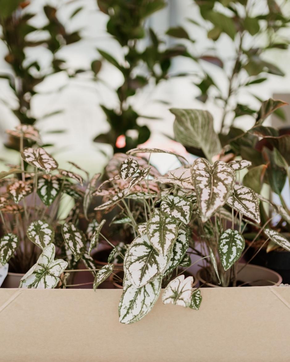  | Autor: Facebook/Hortiart