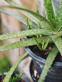Aloe vera