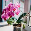 Sve što trebaš znati kako ti orhideja više nikad ne bi uvenula