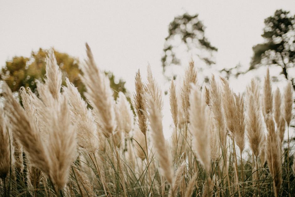  | Autor: Unsplash/Annie Spratt