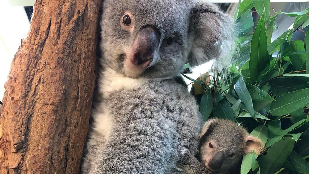 Beba koala u zoološkom vrtu u Beču
