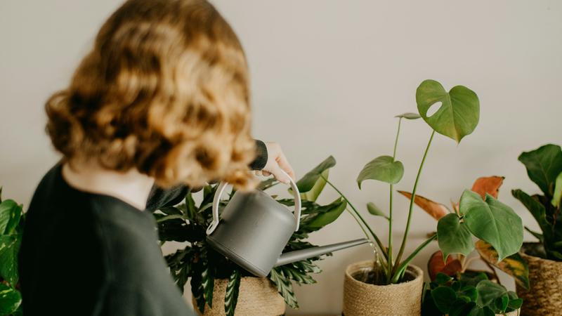 Kad zalijevamo sobne biljke? I tu postoji pravilo, nije svejedno je li to ujutro ili nave&ccaron;er